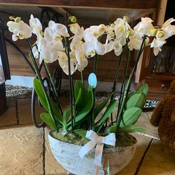 White Orchids